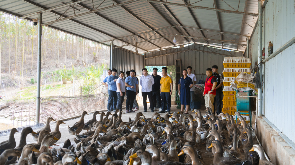 领导在考察乡村振兴项目（陈观海摄）